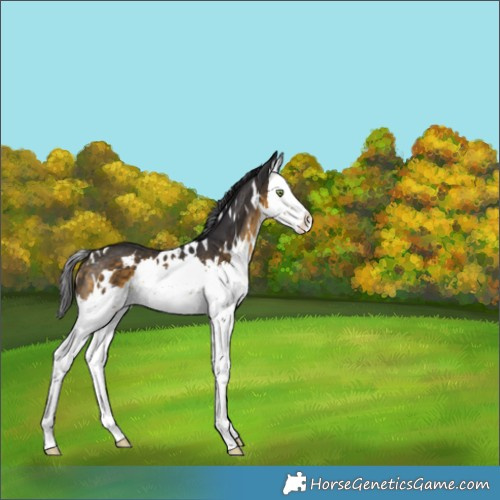 Horse Color:White Spotted Buckskin Splash Rabicano 