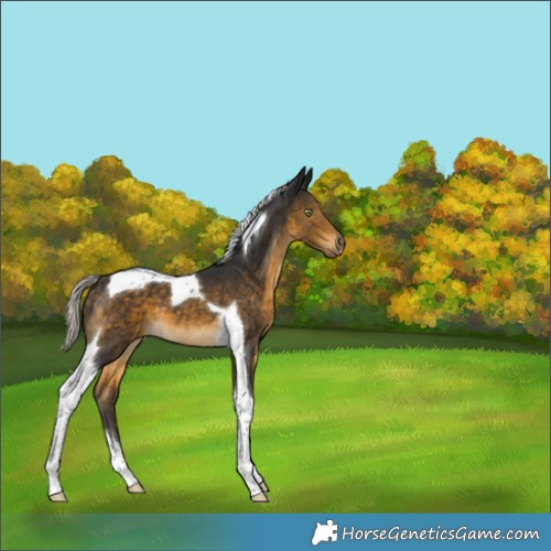 Horse Color:Silver Buckskin Tobiano 
