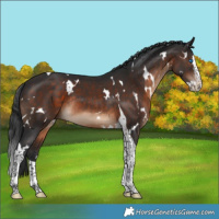 Horse Color:White Spotted Brown Splash Tobiano Rabicano