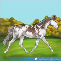 Horse Color:White Spotted Liver Chestnut Sabino Splash 