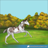 Horse Color:White Spotted Liver Chestnut Sabino Splash 