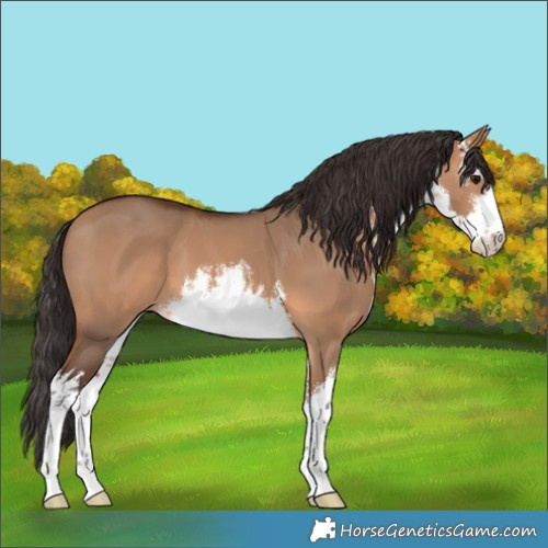 Horse Color:White Spotted Bay Dun 