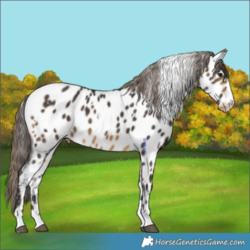 Horse Color:White Spotted Buckskin Appaloosa 