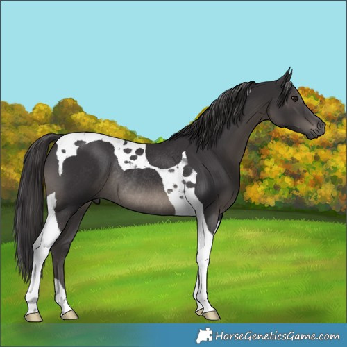 Horse Color:Smoky Black Tobiano Rabicano 