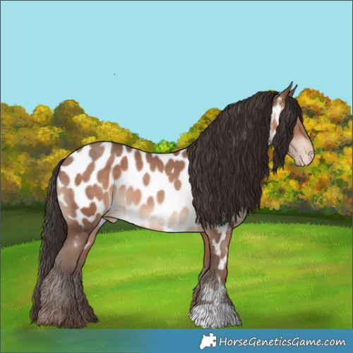 Horse Color:Sable Champagne Appaloosa 