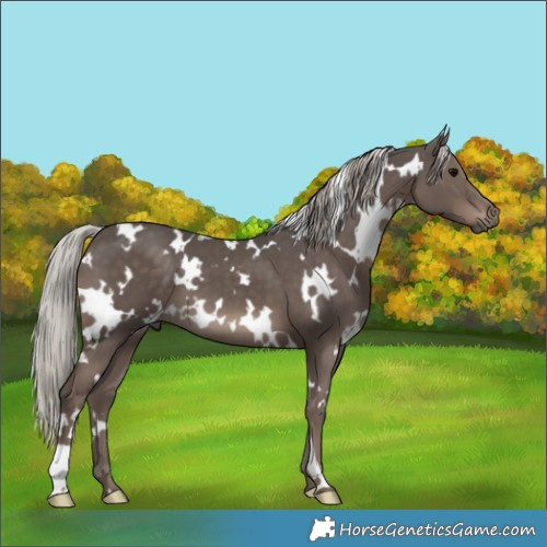 Horse Color:White Spotted Silver Black 