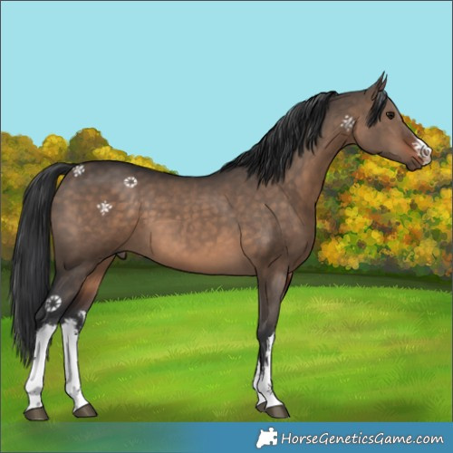 Horse Color:White Spotted Brown Dun 