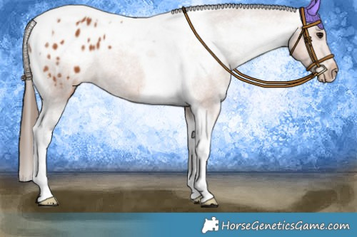 Horse Color:Bay Tobiano Appaloosa 