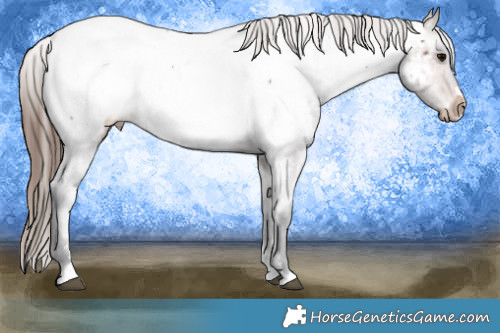 Horse Color:Brown Roan Appaloosa 