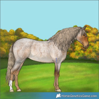 Horse Color:Chocolate Palomino Roan 