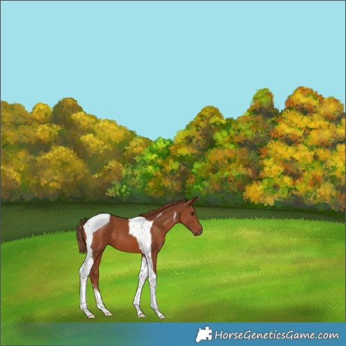 Horse Color:Chestnut Tobiano 