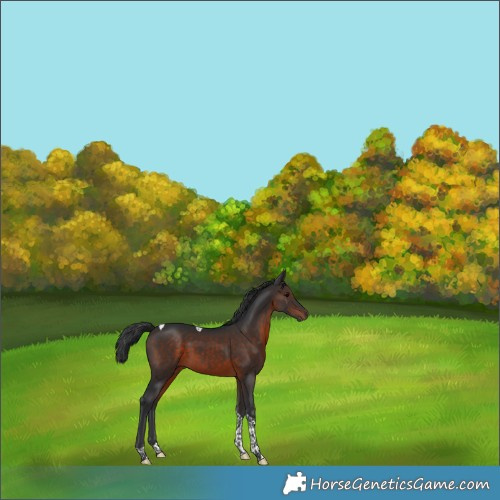 Horse Color:Brown Tobiano 