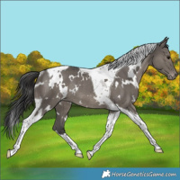 Horse Color:White Spotted Grullo Tobiano Appaloosa Rabicano