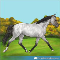Horse Color:Grullo Roan Blanket Rabicano 