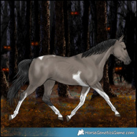 Horse Color:Grullo Tobiano Rabicano