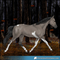 Horse Color:Grullo Tobiano Rabicano 