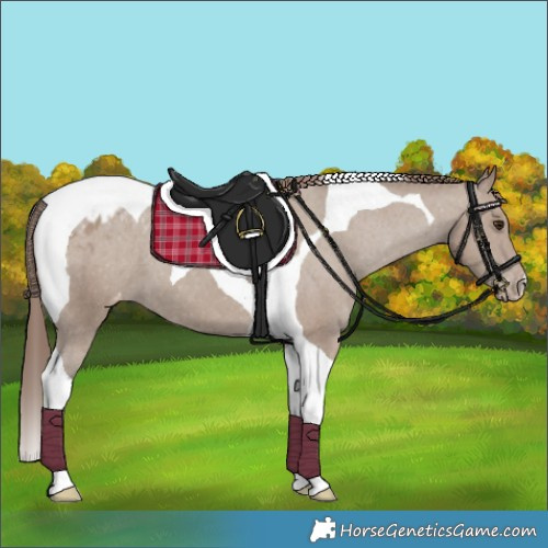 Horse Color:Classic Champagne Tobiano Appaloosa