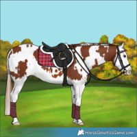 Horse Color:White Spotted Chestnut Splash 