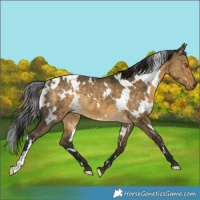 Horse Color:White Spotted Buckskin Dun Rabicano