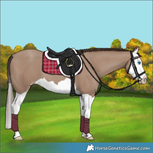 Horse Color:Classic Champagne Splash