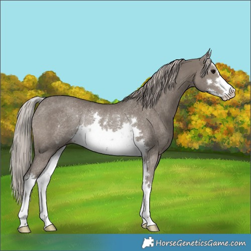 Horse Color:White Spotted Silver Grullo Rabicano 