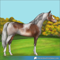 Horse Color:Silver Brown Rabicano 