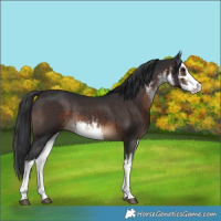 Horse Color:White Spotted Brown Rabicano