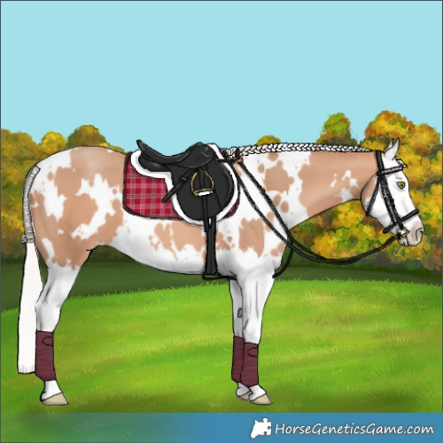 Horse Color:White Spotted Silver Amber Champagne Splash
