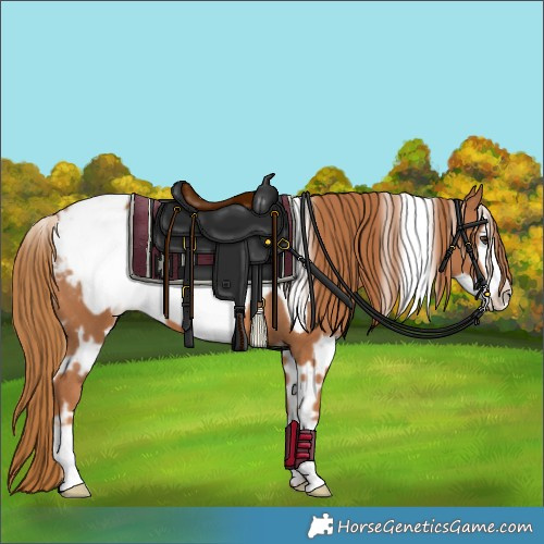 Horse Color:White Spotted Chestnut Frame Appaloosa