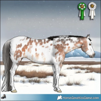 Horse Color:Gray Bay Sabino Splash Tobiano Near Leopard Rabicano 