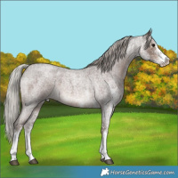 Horse Color:White Spotted Silver Blue Roan 