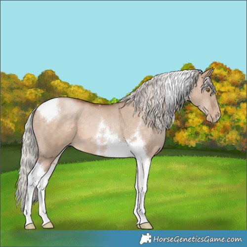 Horse Color:Silver Brown Pearl Dun Tobiano 