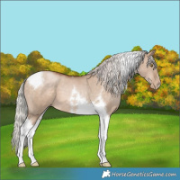 Horse Color:Silver Brown Pearl Dun Tobiano 