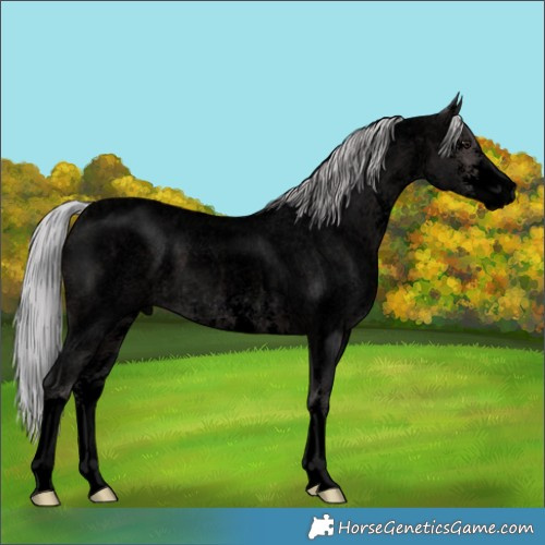 Horse Color:Void Platinum Silver Brown Roan Sabino 