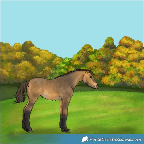 Horse Color:Buckskin 