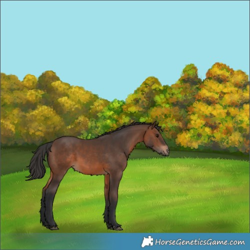 Horse Color:Brown 