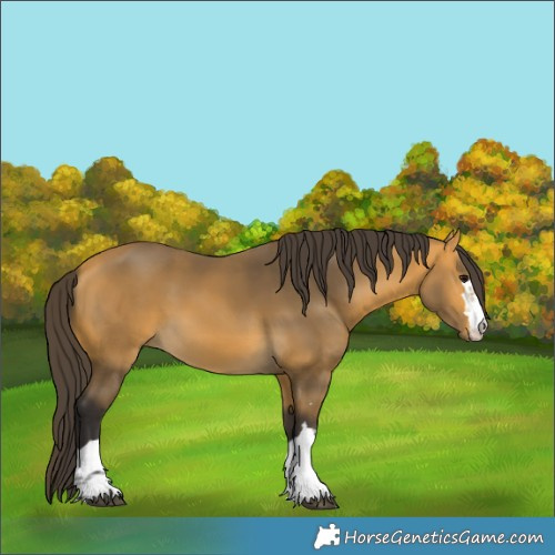 Horse Color:Buckskin 