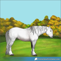 Horse Color:Gray Bay Tobiano 