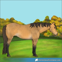 Horse Color:Buckskin 