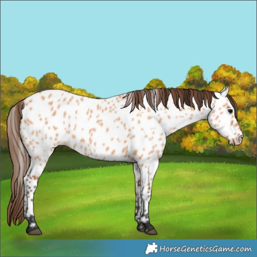 Horse Color:Bay Dun Appaloosa 