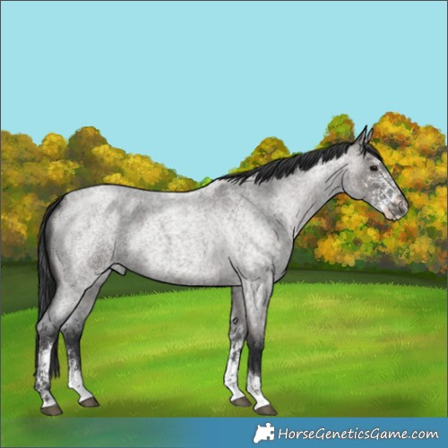 Horse Color:Grullo Roan Sabino 