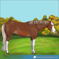 Horse Color:Chestnut Splash 