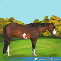 Horse Color:Brown 