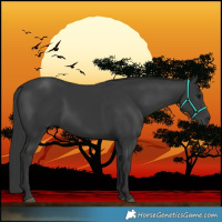 Horse Color:Black 