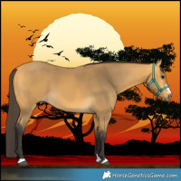 Horse Color:Buckskin 
