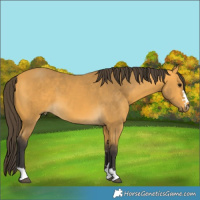 Horse Color:Buckskin 
