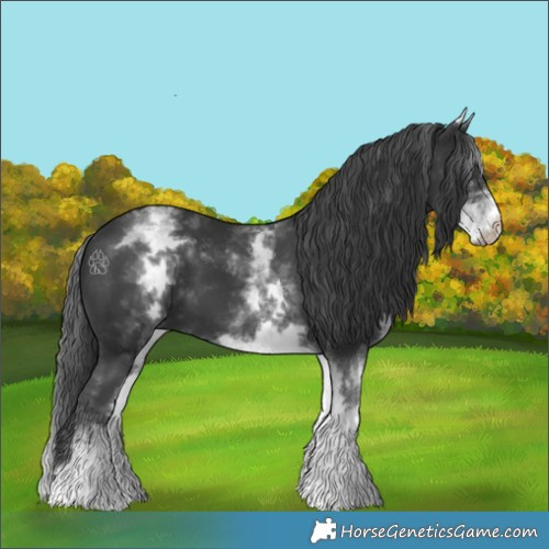 Horse Color:White Spotted Black