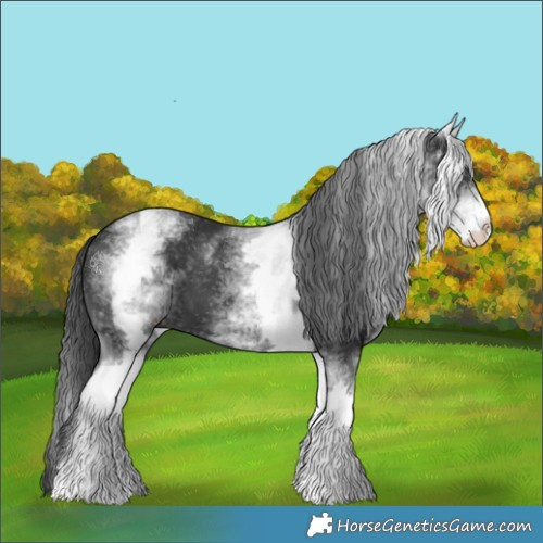 Horse Color:White Spotted Black