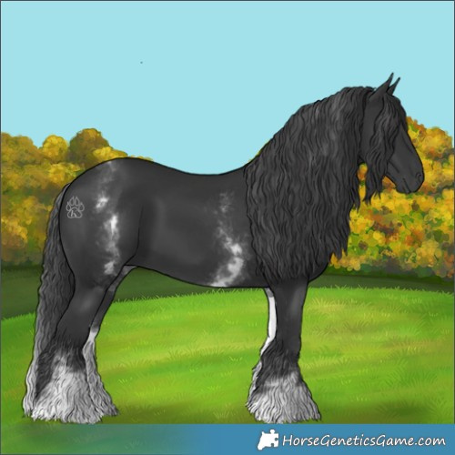Horse Color:White Spotted Black 