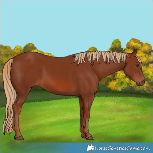 Horse Color:Chestnut 